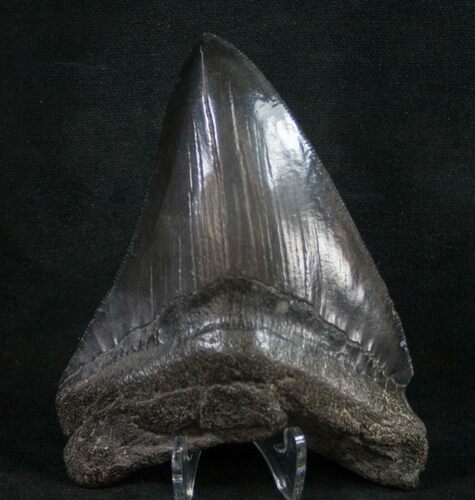 Megalodon Tooth - Medway Sound #9423
